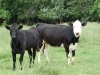 beef_cows-web