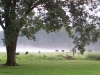 cows_in_field-fog-sept_2008-web