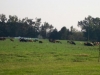 cowsgrazing