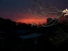 sunset_thru_twig-web