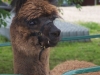 fun_day-alpaca_closeup-web