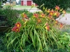 daylillies_by_fish_pond