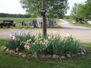 irises-may_2006-web_0