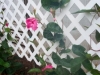 mandevilla_vine_2004